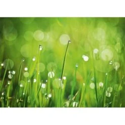 Eurographics Kitchen Glas SpritzschutzGreen Morning II 65cm X 90 Cm -Grohe Store 561830 1041 dgs dt40091 1